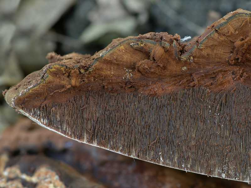 Ganoderma adspersum